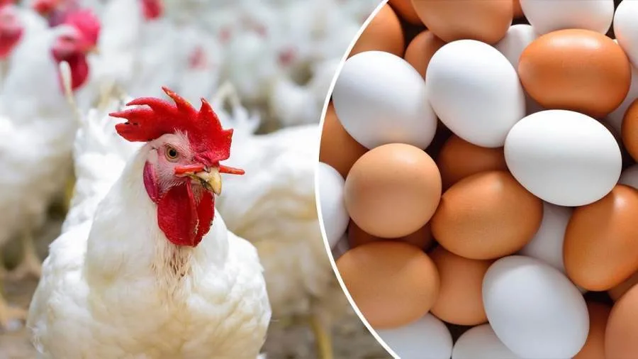 سوق الدواجن اليوم بعد تراجع ملحوظ في السوق المحلي سوق الدواجن اليوم بعد تراجع ملحوظ في السوق المحلي