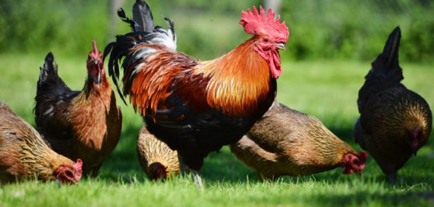 أسعار الفراخ اليوم، فيتو