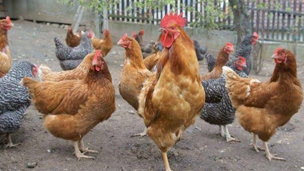 Image of local chicken