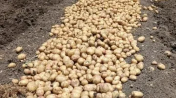 البصل والثوم والبطاطس والعنب: وزير الزراعة يطالب الفلبين بفتح أسواقها أمام المنتجات المصرية