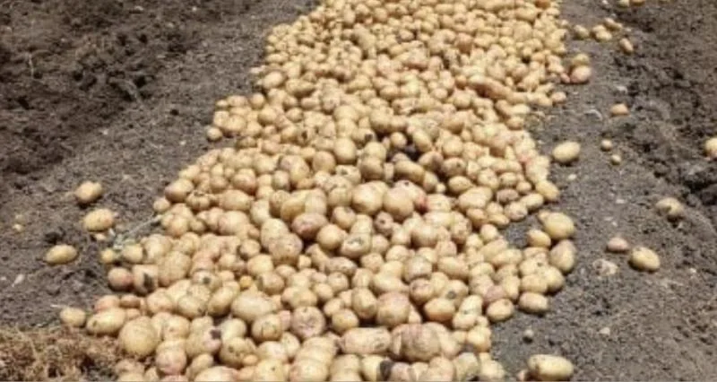 البصل والثوم والبطاطس والعنب: وزير الزراعة يطالب الفلبين بفتح أسواقها أمام المنتجات المصرية