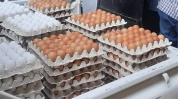 120 جنيه للكرتونة: بدء تشغيل نقاط بيع متنقلة للبيض البلدي والأسماك في القرى والمحافظات