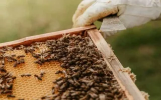 أطلق مجموعة من النحل على الشرطة تعبيراً عن سخطهم بسبب مخالفة مرورية.