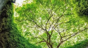 تأسيس غابة أكبر من مساحة أمريكا الشمالية للحد من انبعاثات الكربون