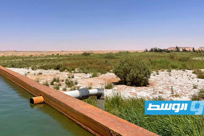 مشروع النخيل والزيتون في غدامس، 25 يونيو 2025. (صفحة البلدية على فيسبوك)