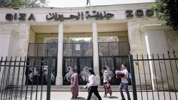 مدير حديقة الحيوان بالجيزة: الأسعار ستكون ملائمة للجميع… لن يُستثنى أحد من الزيارة مدير حديقة الحيوان بالجيزة: الأسعار ستكون ملائمة للجميع… لن يُستثنى أحد من الزيارة