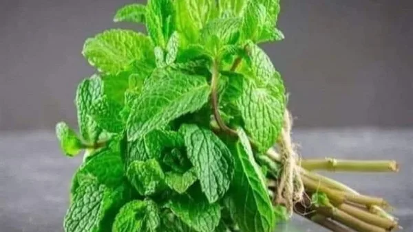 ما هي تأثيرات تناول النعناع المغلي على الجسم؟ ما هي تأثيرات تناول النعناع المغلي على الجسم؟