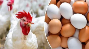 أسعار الدجاج الأبيض والبيض يوم الخميس 26 يونيو 2025
