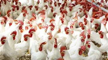 تراجع أسعار الدجاج 4 جنيهات: 78 جنيهًا للكيلو و125 للبلدي اليوم الخميس