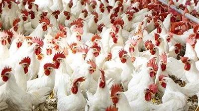 تراجع أسعار الدجاج 4 جنيهات: 78 جنيهًا للكيلو و125 للبلدي اليوم الخميس تراجع أسعار الدجاج 4 جنيهات: 78 جنيهًا للكيلو و125 للبلدي اليوم الخميس