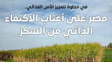 مصر تقترب من تحقيق الاكتفاء الذاتي من السكر بحلول 2026 واحتياطي التموين يكفي لمدة 13 شهرًا.