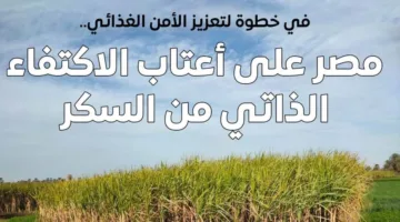 مجلس الوزراء: مصر تقترب من تحقيق الاكتفاء الذاتي في إنتاج السكر
