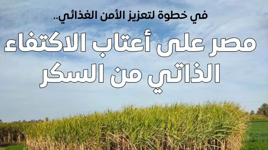 مجلس الوزراء: مصر تقترب من تحقيق الاكتفاء الذاتي في إنتاج السكر مجلس الوزراء: مصر تقترب من تحقيق الاكتفاء الذاتي في إنتاج السكر