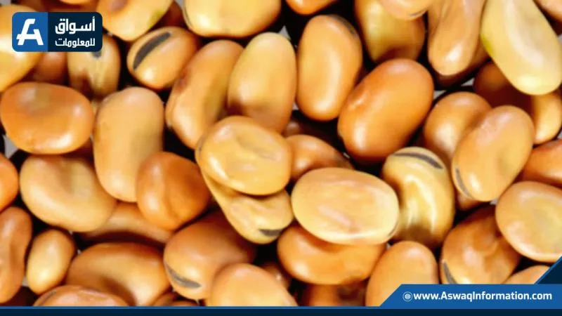 سعر الفول اليوم الخميس عند البائع.. كم يبلغ ثمن أردب الفول البلدي؟