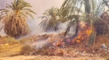 إخماد حريق في مزرعة نخيل بمدينة موط في محافظة الوادي الجديد