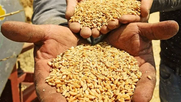 مركز البحوث الزراعية يشارك في مهرجان القمح المصري الأول بجامعة الأزهر مركز البحوث الزراعية يشارك في مهرجان القمح المصري الأول بجامعة الأزهر