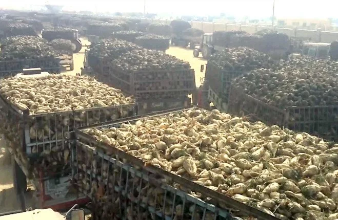 البنجر: مصر تقترب من تحقيق الاكتفاء الذاتي في إنتاج السكر البنجر: مصر تقترب من تحقيق الاكتفاء الذاتي في إنتاج السكر