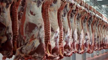 وزارة الأوقاف: إرسال 50 طن من لحوم الأضاحي للأسر المحتاجة