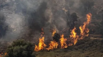 حرائق الغابات بالقرب من تل أبيب تؤدي إلى إجلاء السكان وتدمير المباني