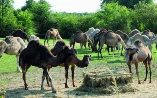 حليب الإبل العربية كمكون أساسي في إنتاج الأجبان الفرنسية