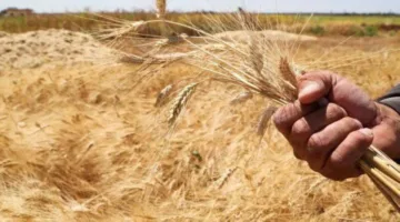 الفقر والجوع يلوحان في الأفق: جفاف غير مسبوق منذ عقود يهدد محاصيل القمح في سوريا
