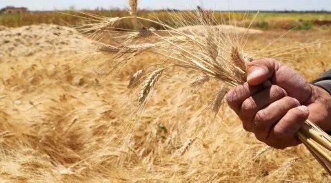 الفقر والجوع يلوحان في الأفق: جفاف غير مسبوق منذ عقود يهدد محاصيل القمح في سوريا الفقر والجوع يلوحان في الأفق: جفاف غير مسبوق منذ عقود يهدد محاصيل القمح في سوريا