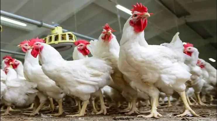 ما هو سعر كيلو الدجاج الأبيض اليوم، الجمعة 27 يونيو 2025؟