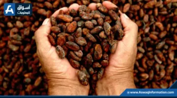 غانا تأمل في استعادة إنتاج الكاكاو بعد انخفاض كبير وتعتزم الانتعاش خلال 4 سنوات.