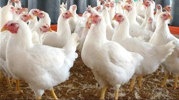 أسعار الدجاج الأبيض والساسو في مصر اليوم، الجمعة 27 يونيو 2025 أسعار الدجاج الأبيض والساسو في مصر اليوم، الجمعة 27 يونيو 2025
