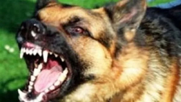 بالأسماء.. إصابة 5 أفراد نتيجة عقر كلب شارد في المنيا