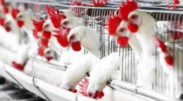 تراجع أسعار الدجاج الأبيض اليوم في سوق poultry
