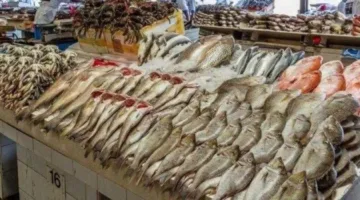 أسعار الأسماك في الأسواق اليوم السبت 28 يونيو 2025: البوري بـ220 جنيها.