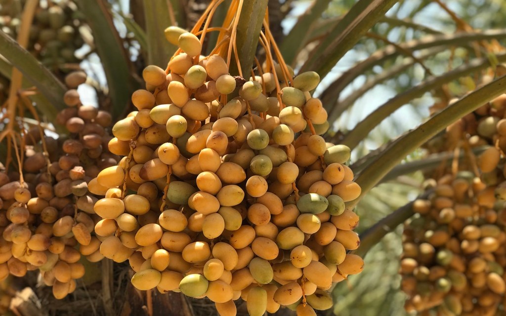 تمر الأحساء