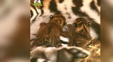 ولادة شبلين لنمر آمور السيبيري في حديقة الحيوانات بمنطقة بريمورسكي الروسية