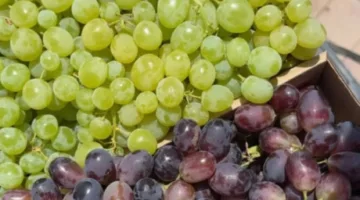 بدء حصاد عنب الحساوي: فائدة صحية وطعام شهي