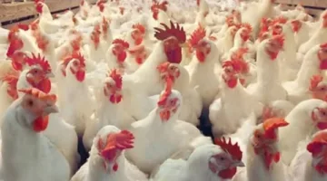 تراجع أسعار الدواجن في أسواق الوادي الجديد
