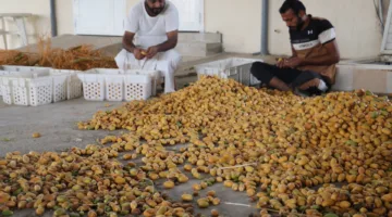 انطلاق موسم التبريد في ولاية منح