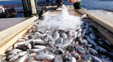 بعد أزمة المحطة النووية.. الصين تعيد استئناف استيراد المنتجات البحرية من اليابان