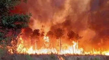 نشوب حرائق في الغابات بجنوب فرنسا
