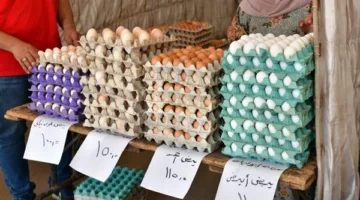 محافظ الدقهلية: استمرار فعاليات سوق اليوم الواحد في شارع قناة السويس لمدة أسبوع إضافي