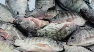 أسعار الأسماك ليوم الثلاثاء 17 يونيو 2025