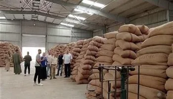 إمداد 237 ألف طن من القمح عبر 26 موقعًا في كفر الشيخ