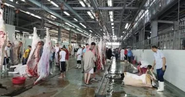 نقابة الأطباء البيطريين: نقص كبير في الأطباء بالمجازر يهدد صحة المواطنين خلال عيد الأضحى نقابة الأطباء البيطريين: نقص كبير في الأطباء بالمجازر يهدد صحة المواطنين خلال عيد الأضحى