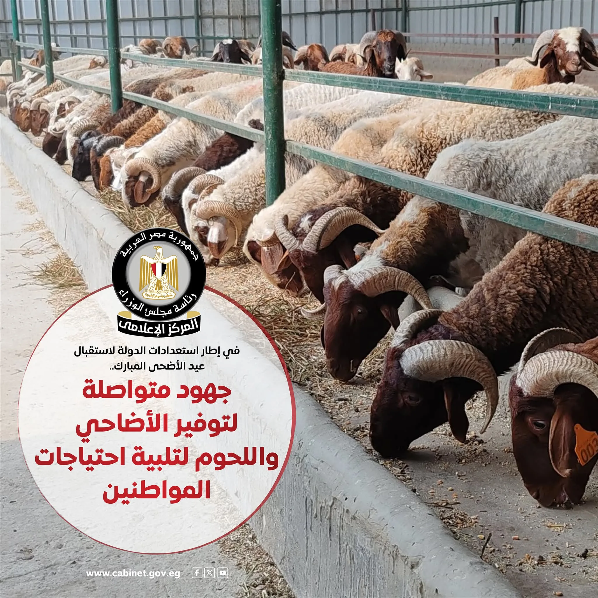 الحكومة تضع خطة شاملة لعيد الأضحى لتوفير الأضاحي واللحوم بأسعار مخفضة تصل إلى 40%