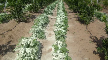 “خبير”: استخدام الكبريت الزراعي كوسيلة وقائية فعالة لمكافحة أمراض المحاصيل