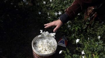 تدخل وزير الزراعة مباشرة: زيادة أسعار توريد الياسمين وحل مشكلة المزارعين في شبرا بلولة