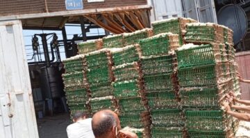 الزراعة: انطلاق عملية توريد محصول الياسمين لمصانع شبرابلولة في الغربية بسعر 105 جنيهات للكيلو غرام.