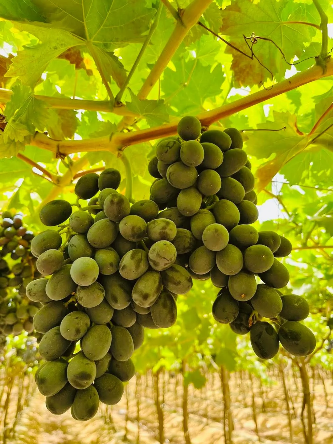 الحجر الزراعي يعلق التعامل مع شركات تصدير العنب بسبب انتهاك حقوق الملكية الفكرية. الحجر الزراعي يعلق التعامل مع شركات تصدير العنب بسبب انتهاك حقوق الملكية الفكرية.