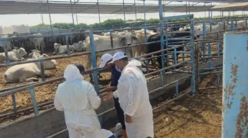 “الزراعة” تعزز من جهودها البيطرية في المحافظات لحماية الثروة الحيوانية ومراقبة اللحوم غير الصالحة للاستهلاك.