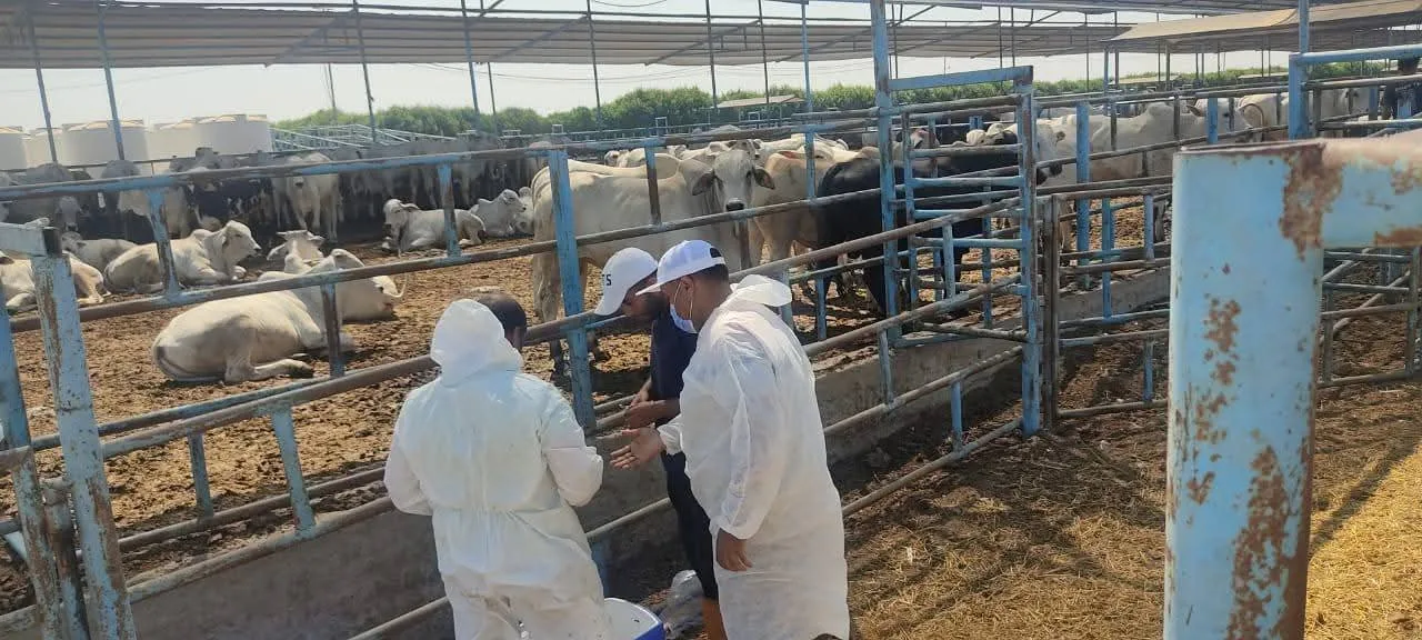 “الزراعة” تعزز من جهودها البيطرية في المحافظات لحماية الثروة الحيوانية ومراقبة اللحوم غير الصالحة للاستهلاك.